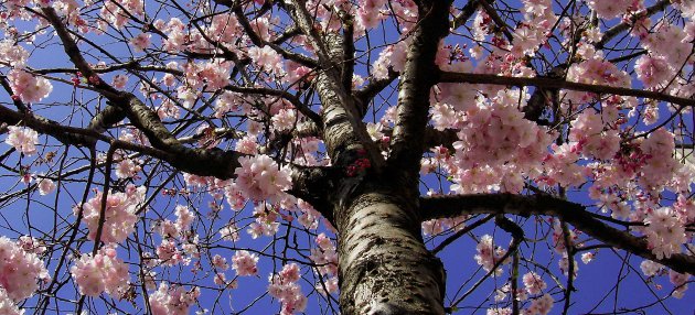 Extérieur Conseils printemps